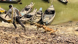 রাঙামাটিতে ‘মাংস খাওয়ার জন্য’ মালিকবিহীন কুকুর শিকার