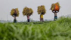 Harvesting white mustard fields