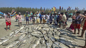 এক টানে সাড়ে ৫ লাখ টাকার মাছ