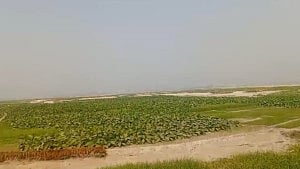 তিস্তার চরে, ভোটের মাঠে