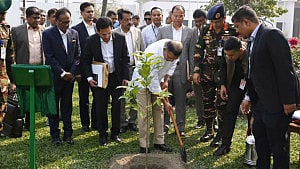 Govt targets planting 70mn tree saplings a year