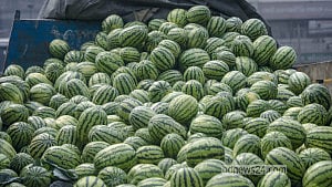 Watermelons reach Dhaka markets