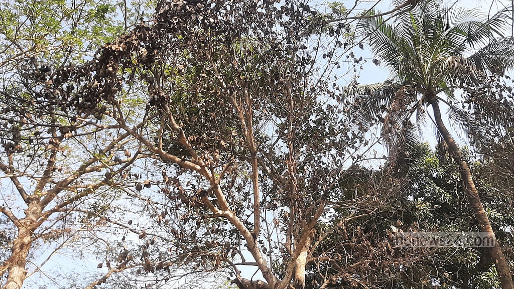 রাউজানের সুলতানপুরে গত ২৩ ডিসেম্বর আগুন দেয়া হয় সংখ্যালঘু সম্প্রদায়ের কয়েকটি বসত ঘরে। আগুনে পুড়ে যাওয়া গাছ। 
