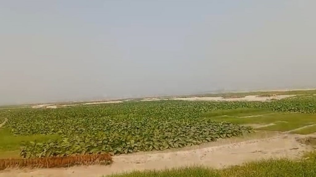 একসময়ের প্রমত্তা নদী এখন শুষ্ক মৌসুমে বিস্তীর্ণ চরভূমিতে পরিণত হয়। রংপুরের তিস্তা অববাহিকার গংগাচরা উপজেলার চরের গ্রামগুলোর মানুষ শুকিয়ে আসা নদীর বুকে তখন তামাক চাষ করেন। ছবি: মীর রবি