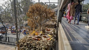 মরছে সৌন্দর্যবর্ধক গাছ