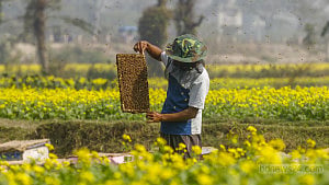 Dreams woven around mustard flower honey