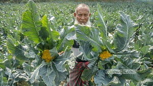 ঢাকার পাশে বিদেশি সবজির চাষ