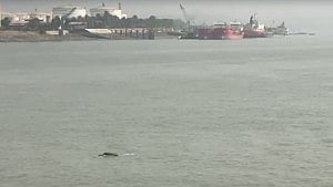চট্টগ্রামের তিন নদী ও এক খালে ১৬৯ ডলফিন