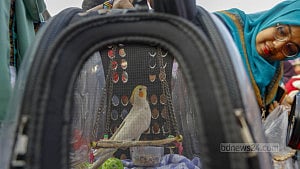 Pet Carnival at DU