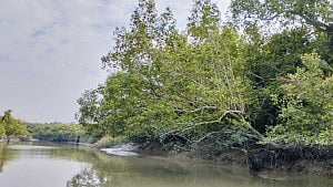 সুন্দরবনে দুই মাস কাঁকড়া ধরায় নিষেধাজ্ঞা