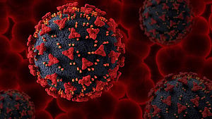 1 dead from Nipah virus in Bangladesh: WHO