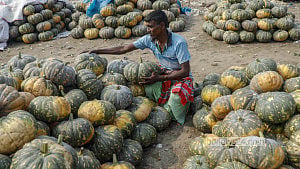 Pumpkins from Arial Beel at Shyambazar