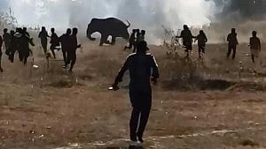 Wild elephant kills 20 in India's Jharkhand