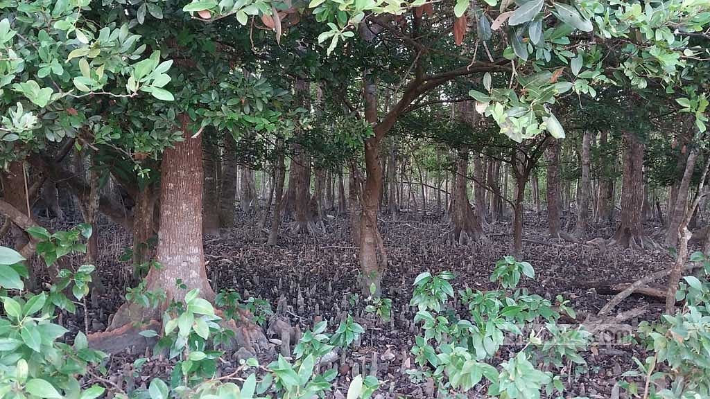জামতলা বিচের কাছে সুন্দরবনের এক ঝলক