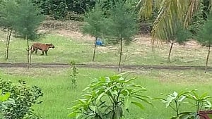 সুন্দরবনের আন্দারমানিকে দেখা মিলল বাঘের, মোবাইলে ভিডিও ধারণ বনকর্মীর