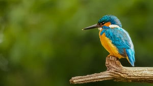 পাখিদের জন্য নিরাপদ পৃথিবী চাই