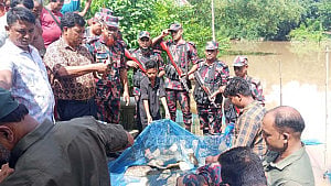 ব্রাহ্মণবাড়িয়ায় বিজিবি দেখে ৬৫ কচ্ছপ ফেলে পালালেন পাচারকারীরা