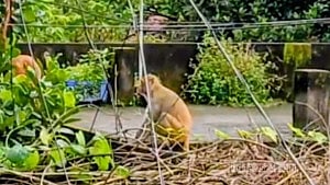 আখাউড়ায় ‘খাবারের সন্ধানে’ লোকালয়ে বানরের দল