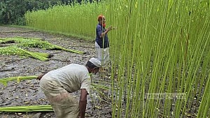 ফরিদপুরে ৮৭ হাজার হেক্টরে পাটের আবাদ, ২ লাখ টন উৎপাদনের আশা