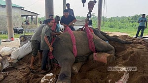 গাজীপুর সাফারি পার্কে ‘জয়িতা’র আক্রমণে পা ভেঙেছে ‘রাজু বাহাদুরের’