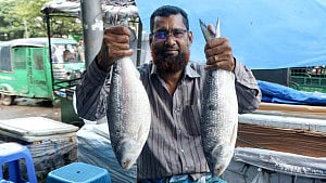 ইলিশের ভরা মৌসুমেও দাম চড়া