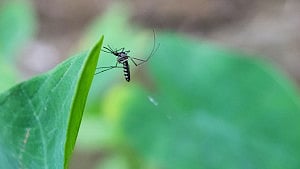 শখের বাগানেই মশার চাষ? চিনে নিন বাড়ির চারপাশের ৫টি ক্ষতিকর গাছ