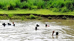 কুষ্টিয়া সীমান্তে সাঁতরে ৮ জনকে পুশ-ইনের চেষ্টা, ফেরাল বিজিবি