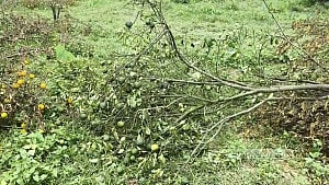 সংরক্ষিত বন থেকে ফলবাগান উচ্ছেদ, অভিযোগ ও সমালোচনার মুখে তদন্ত কমিটি