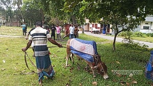 গরু জবাই করে ভূরিভোজের ব্যবস্থা আর্জেন্টিনার সমর্থকদের