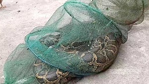তিস্তার ঢলে ভেসে এল ৭ ফুটের অজগর