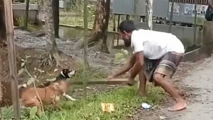 পটুয়াখালীতে হাঁস কামড়ানোর অভিযোগে ২ কুকুরকে পিটিয়ে হত্যা