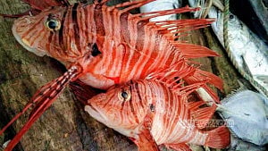 বঙ্গোপসাগরে জেলের জালে ধরা পড়ল বিরল ‘সিংহ মাছ’
