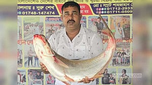 পদ্মার ধরা পড়ল ১১ কেজি ‘ঢাই মাছ’, ৫৮ হাজারে বিক্রি