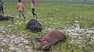 শেরপুরে সেচ পাম্পের অরক্ষিত তারে জড়িয়ে ৫ গরুর মৃত্যু