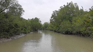 নানা আগ্রাসনে ধুঁকছে সুন্দরবন