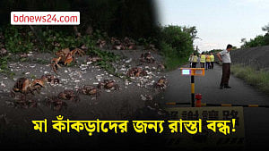 তাইওয়ানে মা কাঁকড়াদের জন্য বাঁশের সেতু তৈরি, রাস্তা বন্ধ