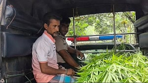 পাটক্ষেতের আড়ালে গাঁজা চাষ: ১১টি গাছসহ ‘মাদক ব্যবসায়ী’ গ্রেপ্তার
