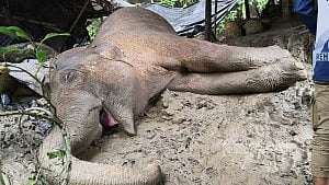 টেকনাফের পাহাড় থেকে পড়ে যাওয়া হাতিটি মারা গেছে
