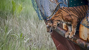 Injured tigress returns to Sundarbans after recovery