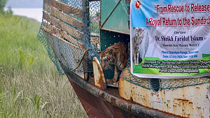 শিকারীর ফাঁদে আহত বাঘিনী ফিরল সুন্দরবনে, পর্যবেক্ষণে যা যা থাকছে