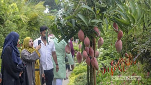 ছুটির দিনে জমেছে বৃক্ষমেলা