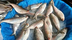 বাজারে মাছের ডিমের কাটতি, দামও চড়া
