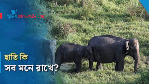 হাতির স্মৃতিশক্তি কতটা শক্তিশালী?