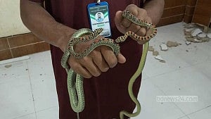 বরিশালে পুলিশ কর্মকর্তার কক্ষ থেকে চারটি ‘কাল নাগিনী’ উদ্ধার