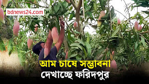 আম চাষে সম্ভাবনা দেখাচ্ছে ফরিদপুর