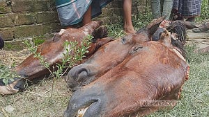 গাইবান্ধায় গরুর মাংসের সঙ্গে ঘোড়ার মাংস মেশানোর সময় আটক ৬