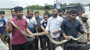 দীঘিনালায় মাছ ধরার জন্য আটকা পড়ল ৮ ফুট লম্বা অজগর