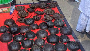 চট্টগ্রামে ৬৩টি রাজ কাঁকড়া উদ্ধার