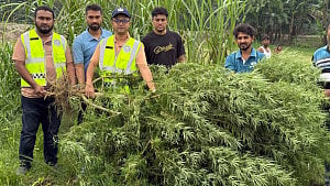 কুড়িগ্রামে মরিচ ক্ষেতে ১০ ফুট উঁচু গাঁজা গাছ