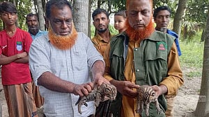 মাগুরায় পাট ক্ষেত থেকে দুটি মেছো বাঘের শাবক উদ্ধার, বনে অবমুক্ত